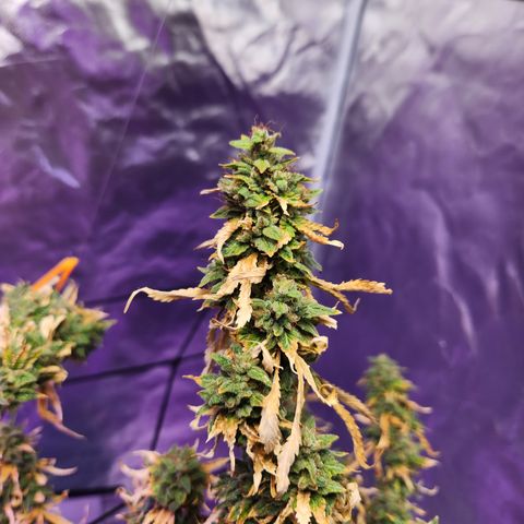 MAC Red Haze 1 growlog timeline photo