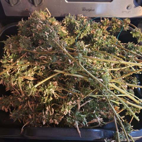 MAC Red Haze 1 growlog timeline photo