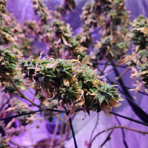 MAC Red Haze 1 growlog timeline photo