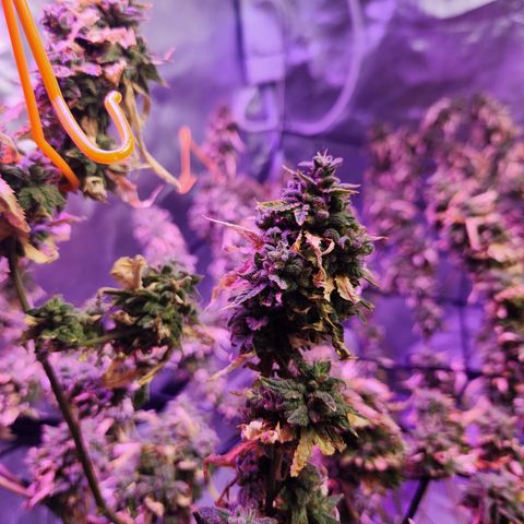 MAC Red Haze 1 growlog timeline photo
