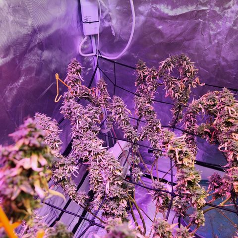 MAC Red Haze 1 growlog photo: Chopped... wpm.. most is gone.. well see about the rest