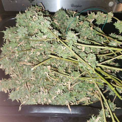 MAC Red Haze 1 growlog timeline photo