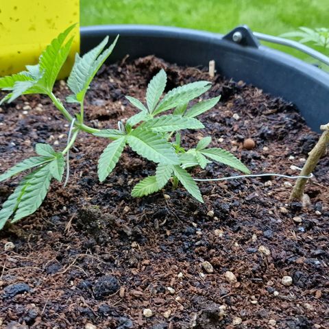 Chocolate Haze Royal Queen Seeds growlog timeline photo