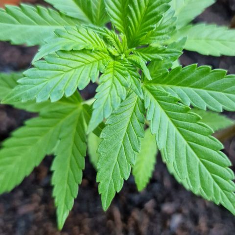 Blueberry OG growlog timeline photo