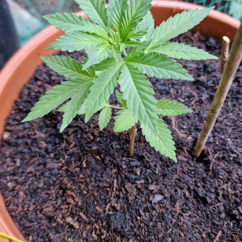 Blueberry OG growlog timeline photo