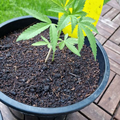 Mimosa X Orange Punch Barneys Farm growlog timeline photo