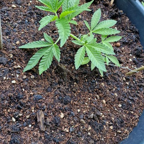 Chocolate Haze Royal Queen Seeds growlog timeline photo