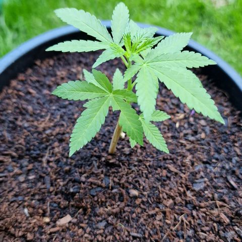 Lemon Tree Barneys Farm growlog timeline photo