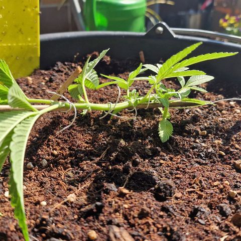 Chocolate Haze Royal Queen Seeds growlog photo: Lst Training with woods and wire's
after FIM-cut