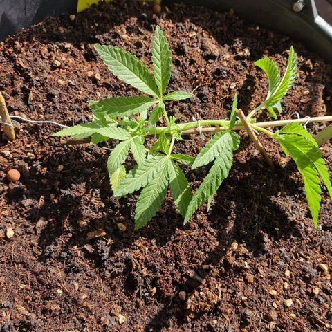 Chocolate Haze Royal Queen Seeds growlog photo: Lst Training with woods and wire's
after FIM-cut