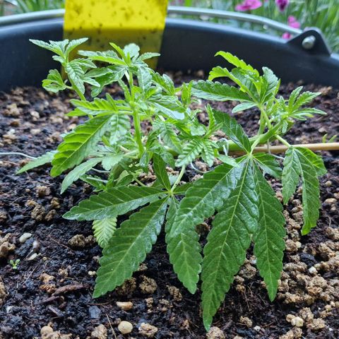 Chocolate Haze Royal Queen Seeds growlog photo: Had many Fungus Gnats so i mixed 1/8 milk/water once a week. 
As well i give them half dose of Bio Bizz Grow Mix. 