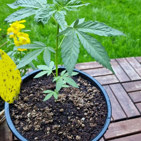 Lemon Tree Barneys Farm growlog photo: Had many Fungus Gnats so i mixed 1/8 milk/water once a week. 
As well i give them half dose of Bio Bizz Grow Mix