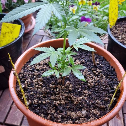 Blueberry OG growlog photo: Had many Fungus Gnats so i mixed 1/8 milk/water once a week. 
As well i give them half dose of Bio Bizz Grow Mix