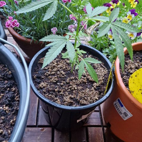 Mimosa X Orange Punch Barneys Farm growlog photo: Had many Fungus Gnats so i mixed 1/8 milk/water once a week. 
As well i give them half dose of Bio Bizz Grow Mix