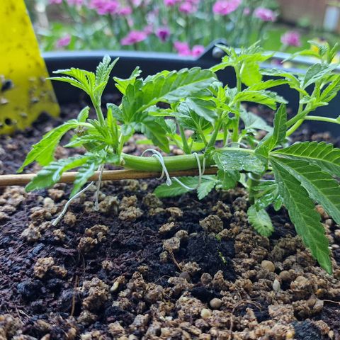 Chocolate Haze Royal Queen Seeds growlog timeline photo