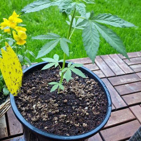 Lemon Tree Barneys Farm growlog timeline photo