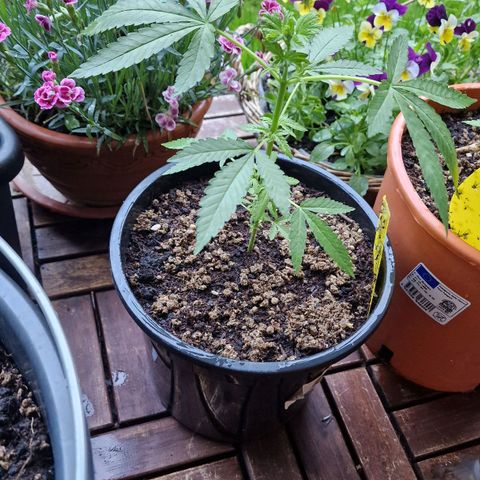 Mimosa X Orange Punch Barneys Farm growlog timeline photo