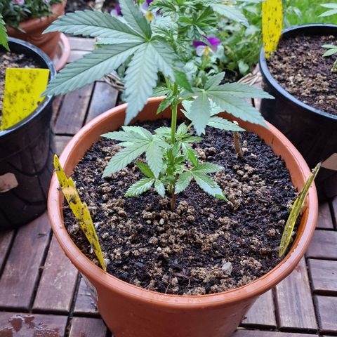 Blueberry OG growlog timeline photo