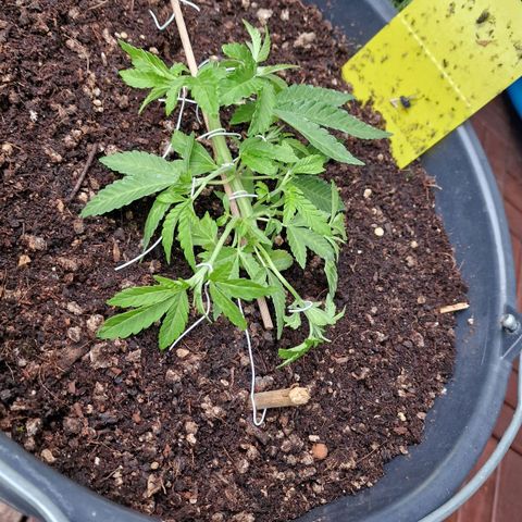 Chocolate Haze Royal Queen Seeds growlog timeline photo
