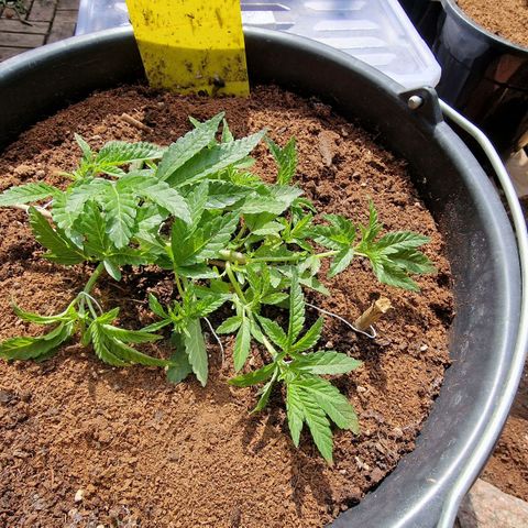 Chocolate Haze Royal Queen Seeds growlog timeline photo