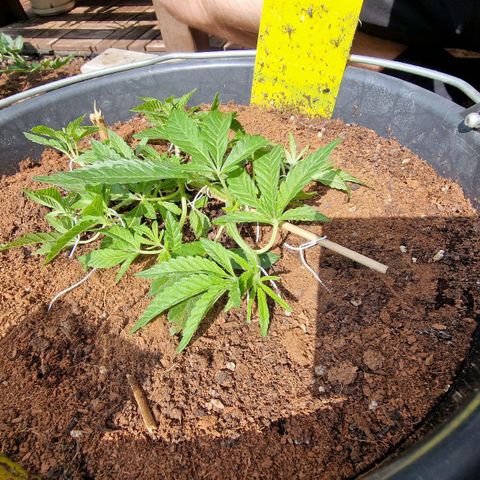 Chocolate Haze Royal Queen Seeds growlog timeline photo