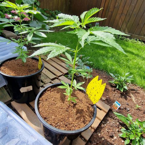 Lemon Tree Barneys Farm growlog timeline photo