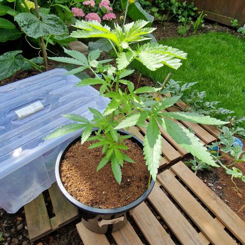 Mimosa X Orange Punch Barneys Farm growlog timeline photo