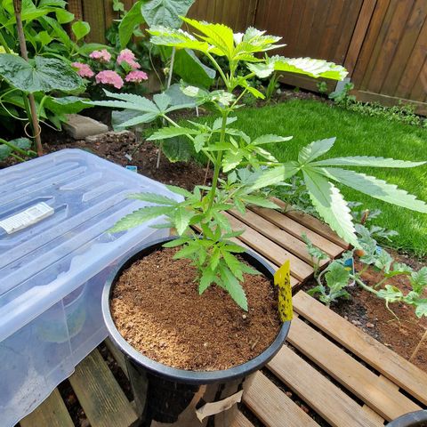 Mimosa X Orange Punch Barneys Farm growlog timeline photo