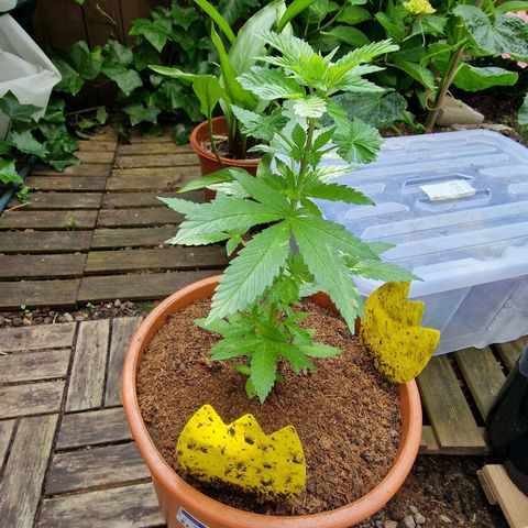Blueberry OG growlog timeline photo