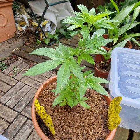 Blueberry OG growlog timeline photo