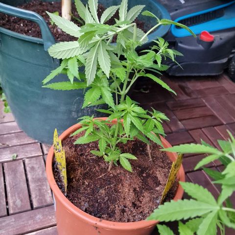 Blueberry OG growlog timeline photo