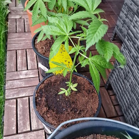 Lemon Tree Barneys Farm growlog timeline photo