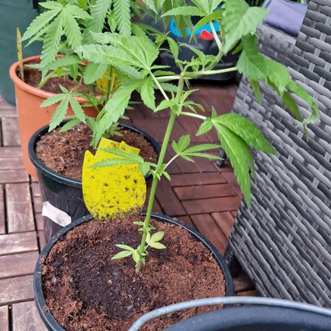 Lemon Tree Barneys Farm growlog timeline photo