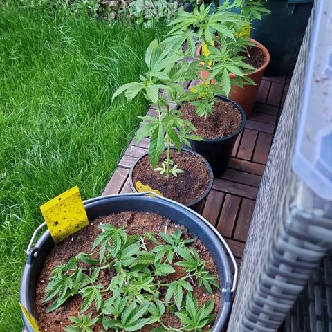 Chocolate Haze Royal Queen Seeds growlog timeline photo