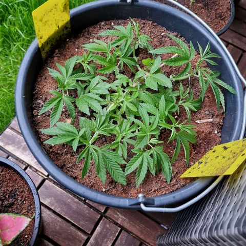 Chocolate Haze Royal Queen Seeds growlog timeline photo