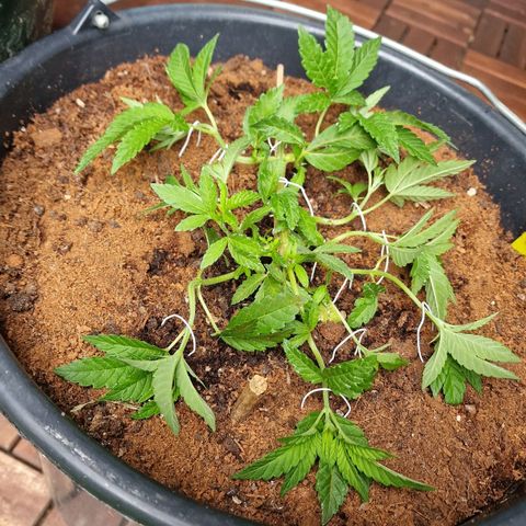 Chocolate Haze Royal Queen Seeds growlog timeline photo