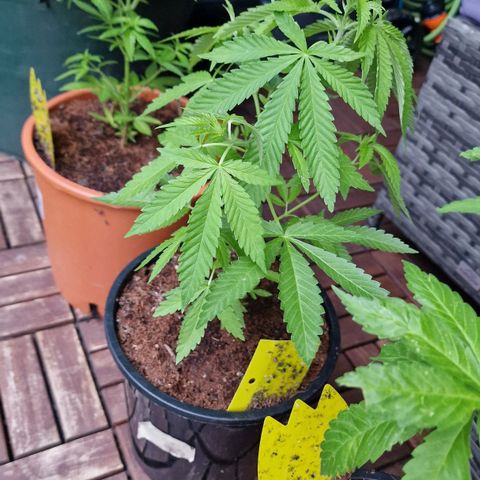 Mimosa X Orange Punch Barneys Farm growlog timeline photo