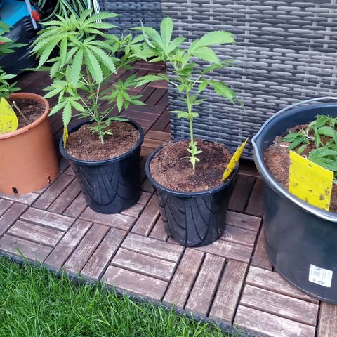 Mimosa X Orange Punch Barneys Farm growlog timeline photo