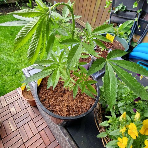 Mimosa X Orange Punch Barneys Farm growlog timeline photo