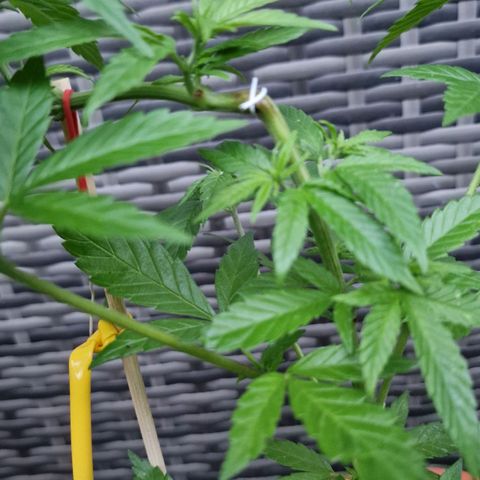 Lemon Tree Barneys Farm growlog timeline photo