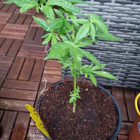 Lemon Tree Barneys Farm growlog timeline photo