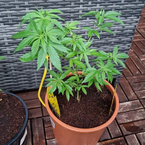Blueberry OG growlog timeline photo