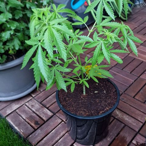Mimosa X Orange Punch Barneys Farm growlog photo: I train the plant by superscropping und FIM-cut as well i bend the plant more down to train all the Branches constantly thick and high
