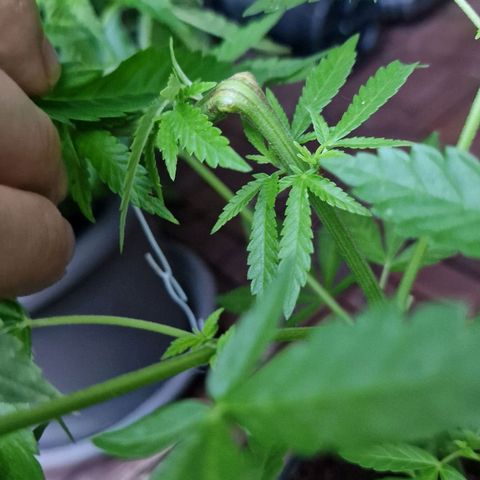 Mimosa X Orange Punch Barneys Farm growlog photo: I train the plant by superscropping und FIM-cut as well i bend the plant more down to train all the Branches constantly thick and high