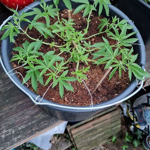 Chocolate Haze Royal Queen Seeds growlog timeline photo