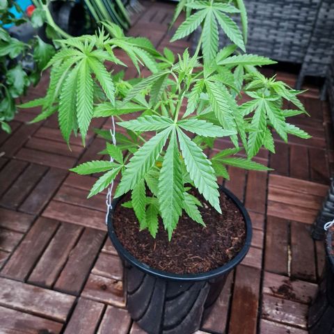 Mimosa X Orange Punch Barneys Farm growlog timeline photo