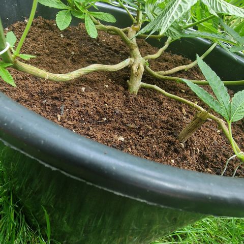 Chocolate Haze Royal Queen Seeds growlog photo: I wire all branches down and super crop all branches to invoid that i get Head buts. All Branches are on same lvl. The Main branche is very woody. All female cannabis sights are coming now. 