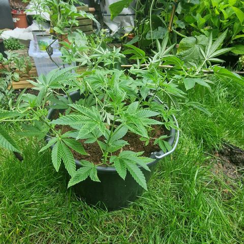 Chocolate Haze Royal Queen Seeds growlog photo: I wire all branches down and super crop all branches to invoid that i get Head buts. All Branches are on same lvl. The Main branche is very woody. All female cannabis sights are coming now. 