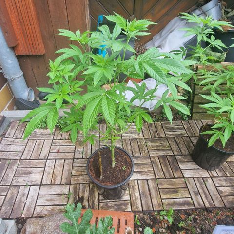 Lemon Tree Barneys Farm growlog photo: I just super cropped the Main branche. Let this plant to because it is Groningen slowly and weak. Internodes are in long disance like the Name say a "tree". The seed was 4 years old like all my plant this year.