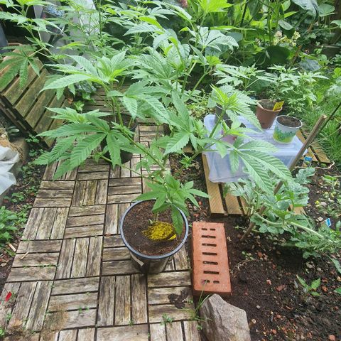 Lemon Tree Barneys Farm growlog photo: I just super cropped the Main branche. Let this plant to because it is Groningen slowly and weak. Internodes are in long disance like the Name say a "tree". The seed was 4 years old like all my plant this year.